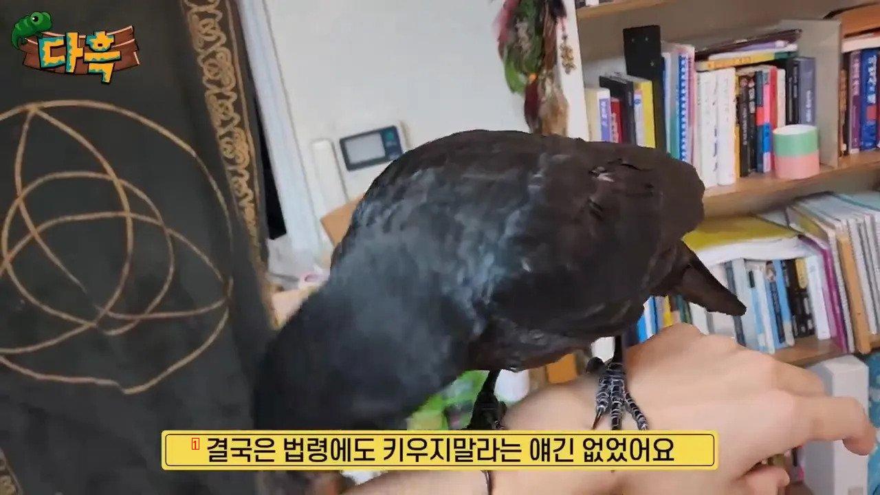 집에서 야생 까마귀를 주워다 키우는 집