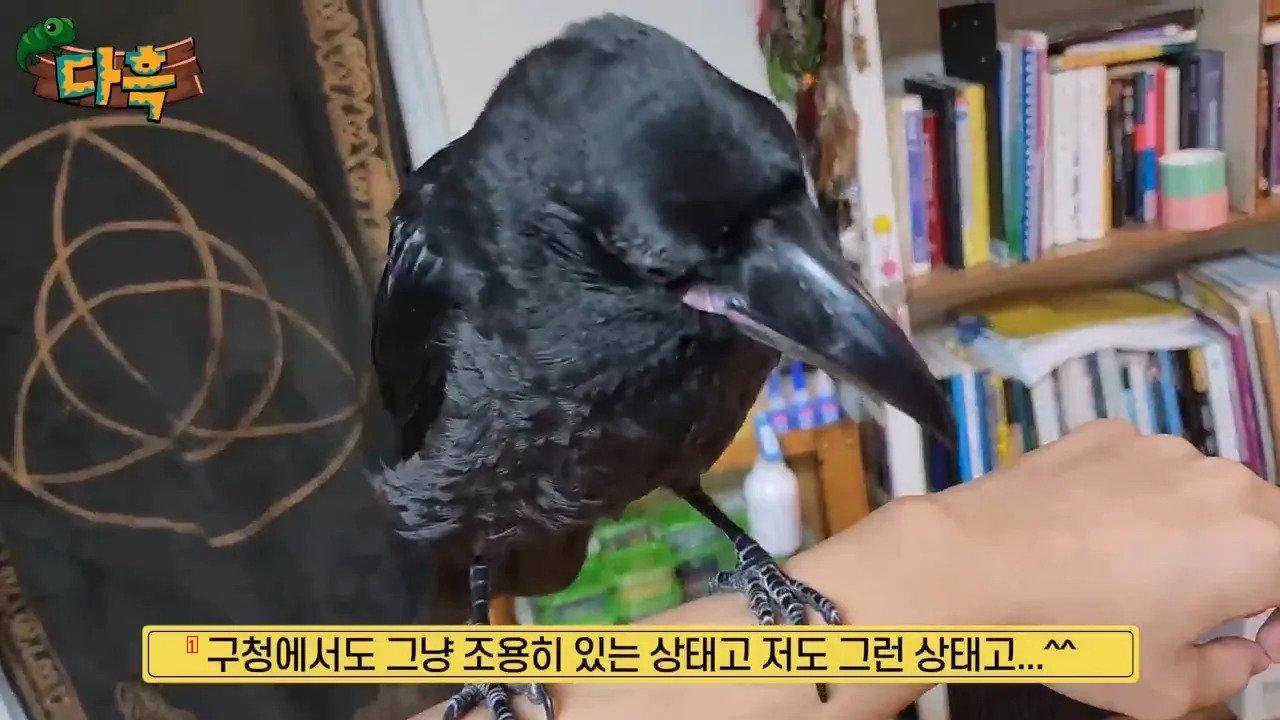 집에서 야생 까마귀를 주워다 키우는 집