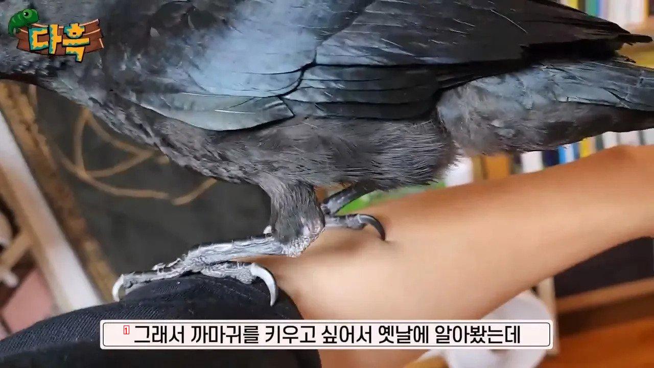 집에서 야생 까마귀를 주워다 키우는 집