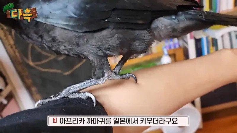 집에서 야생 까마귀를 주워다 키우는 집