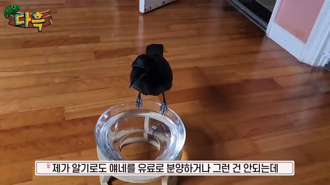 집에서 야생 까마귀를 주워다 키우는 집