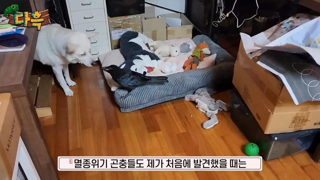 집에서 야생 까마귀를 주워다 키우는 집