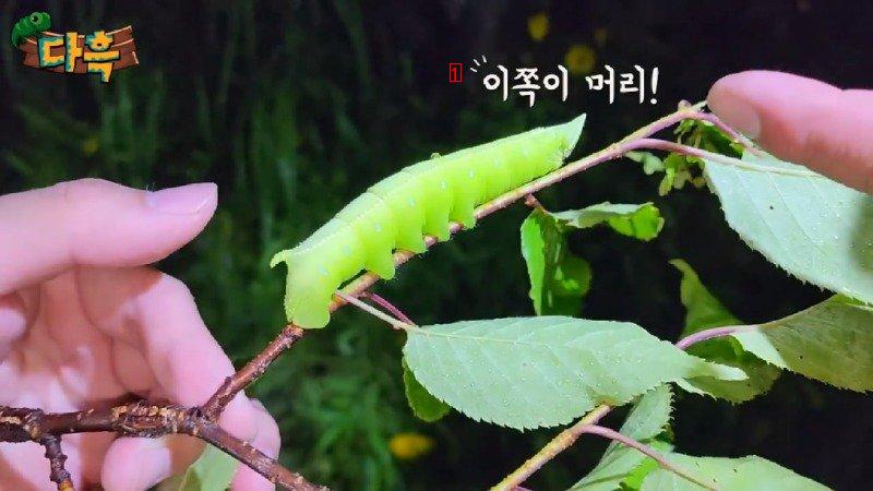 약혐) 마리당 2만원이라는 엄청나게 큰 대왕박각시 에벌레