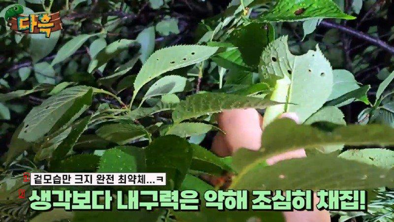 약혐) 마리당 2만원이라는 엄청나게 큰 대왕박각시 에벌레