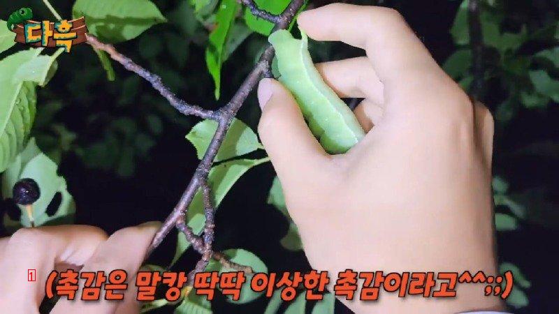 약혐) 마리당 2만원이라는 엄청나게 큰 대왕박각시 에벌레