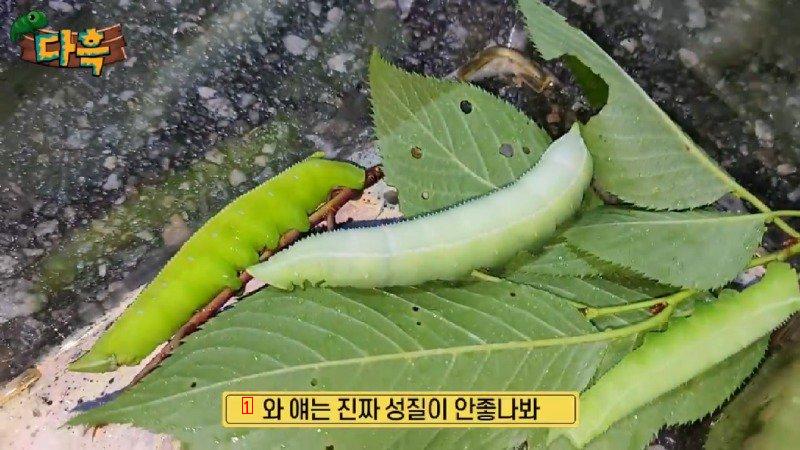 약혐) 마리당 2만원이라는 엄청나게 큰 대왕박각시 에벌레