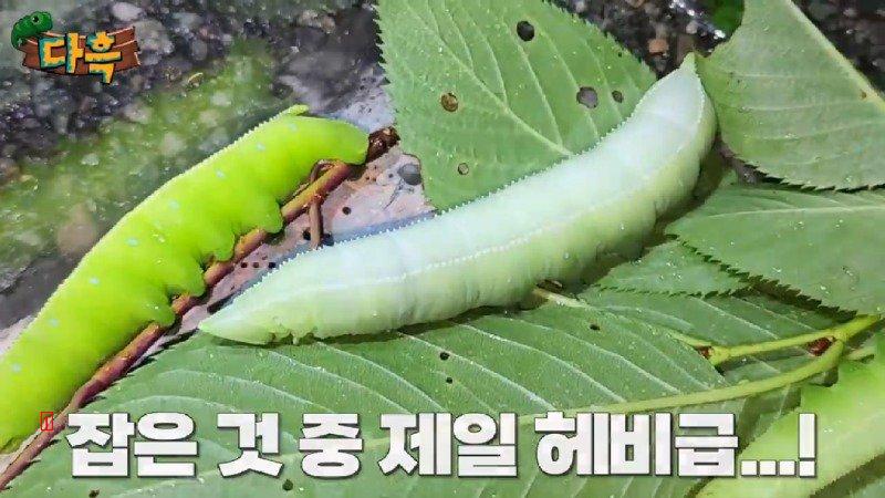 약혐) 마리당 2만원이라는 엄청나게 큰 대왕박각시 에벌레