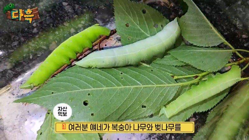 약혐) 마리당 2만원이라는 엄청나게 큰 대왕박각시 에벌레