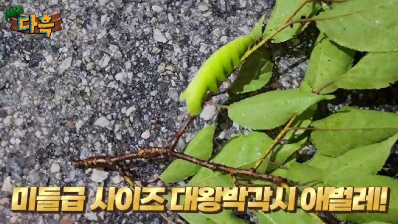 약혐) 마리당 2만원이라는 엄청나게 큰 대왕박각시 에벌레