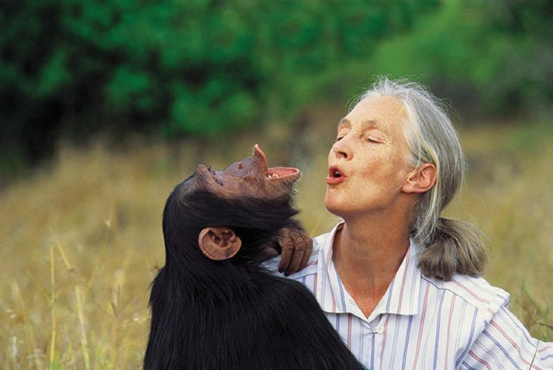놀라운 침팬지 오랑우탄...