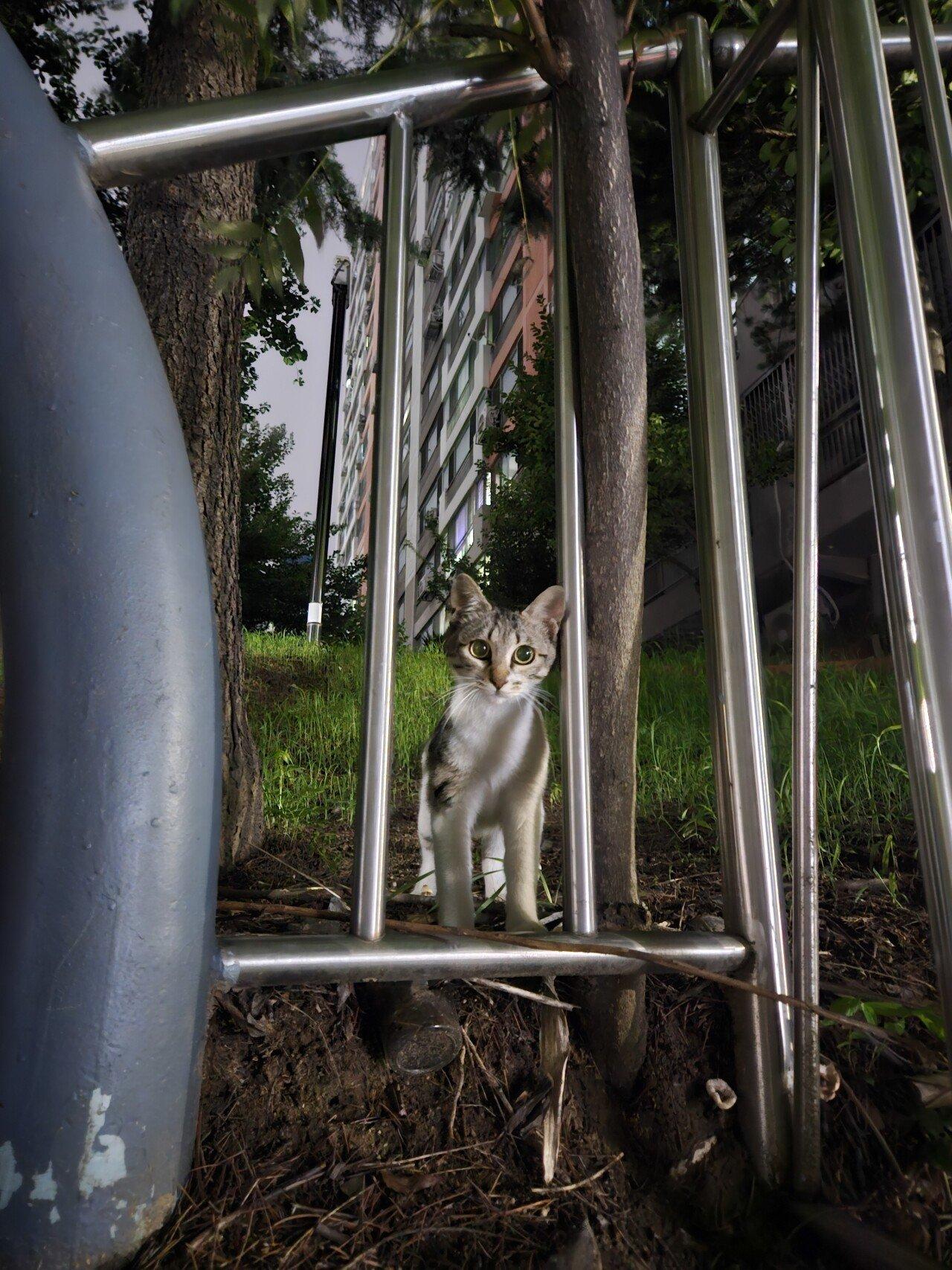 きれいな野良猫を見た