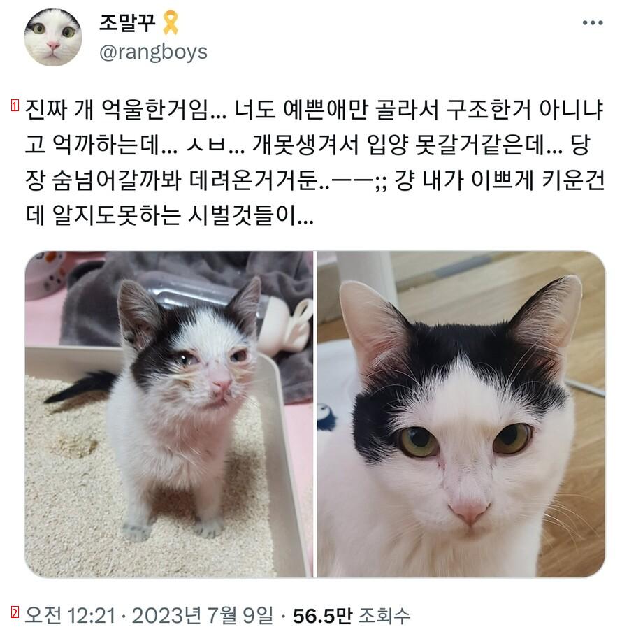 이쁜애만 골라서 입양했다고 욕먹어서 억울했던 고양이 집사 근황 ㄷㄷㄷ..jpg