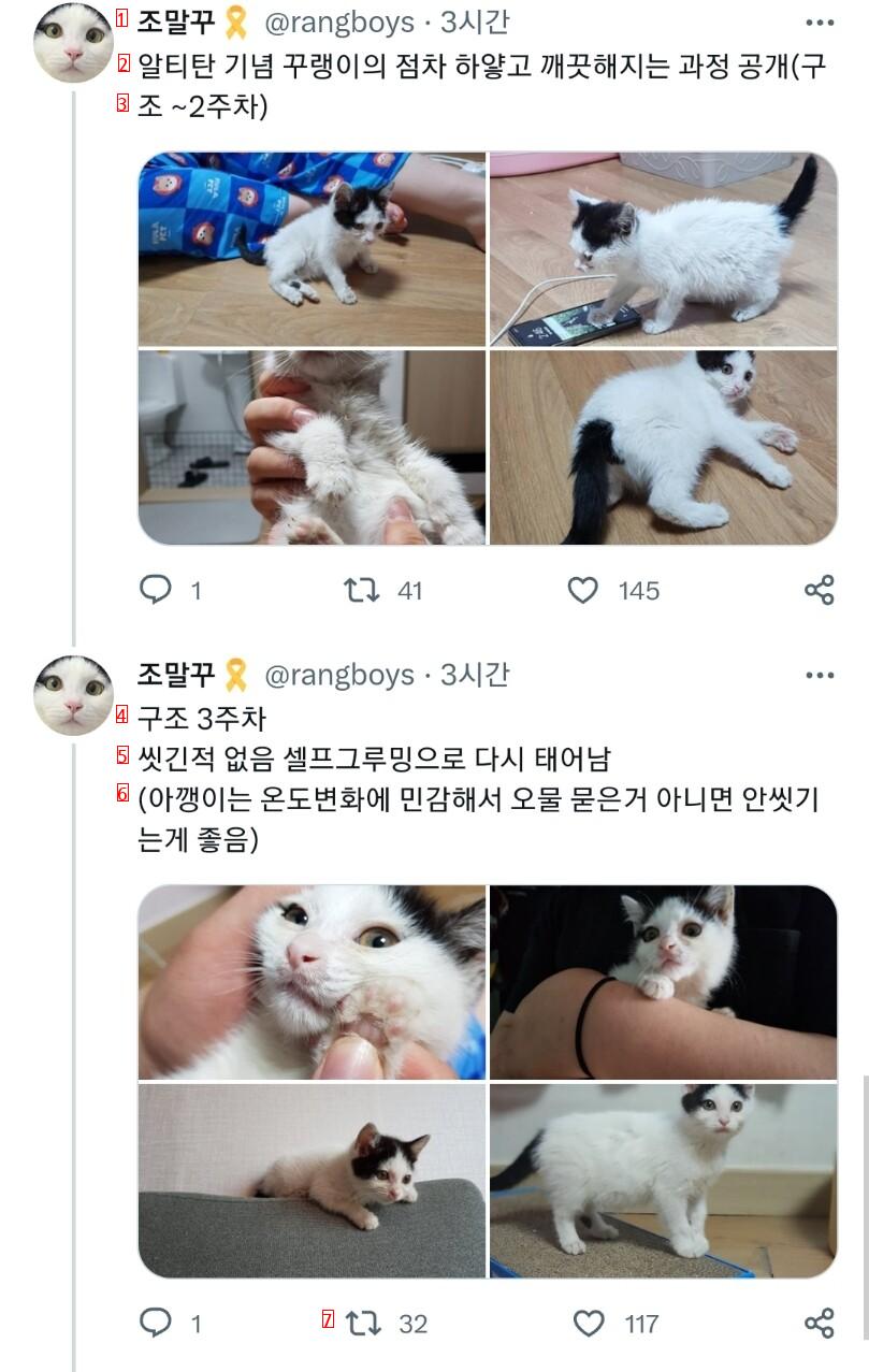 이쁜애만 골라서 입양했다고 욕먹어서 억울했던 고양이 집사 근황 ㄷㄷㄷ..jpg