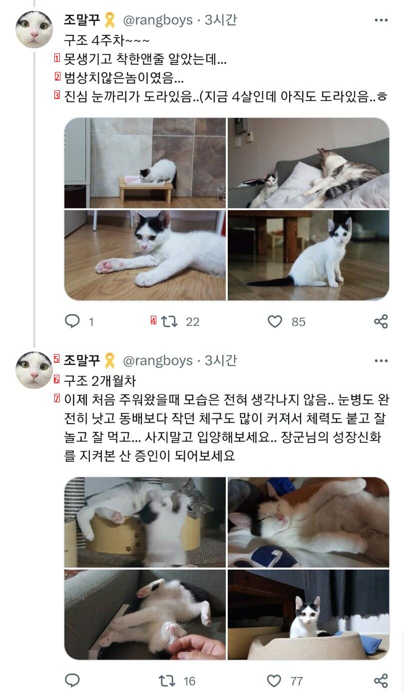 이쁜애만 골라서 입양했다고 욕먹어서 억울했던 고양이 집사 근황 ㄷㄷㄷ..jpg