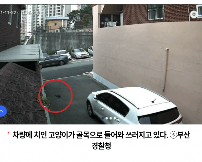 釜山連続猫殺害事件の犯人が明らかになった ぶるぶるjpg