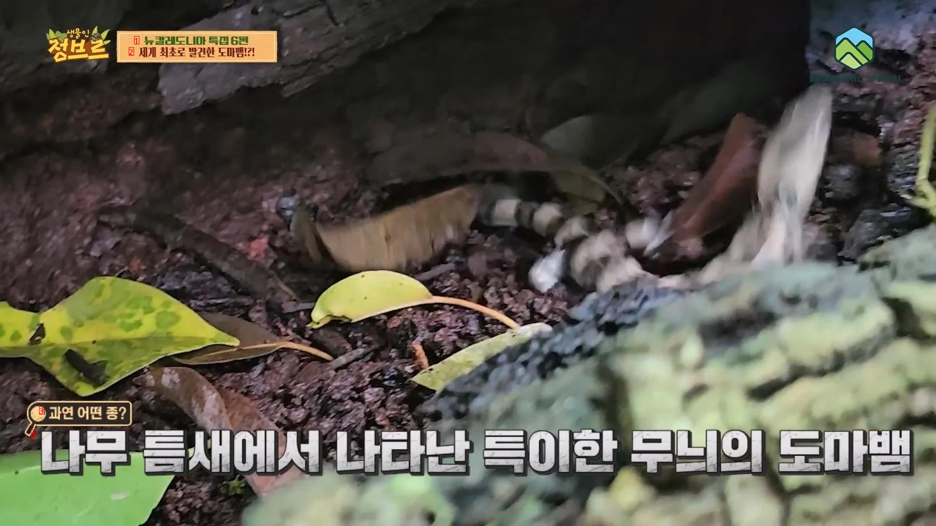한국유튜버가 세계 최초로 촬영한걸로 예상되는 도마뱀