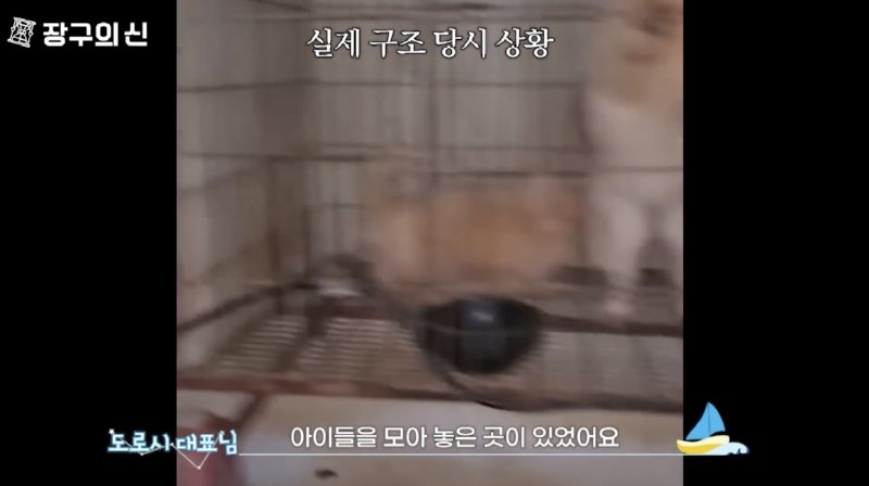 最近深刻だという犬の違法繁殖地状態