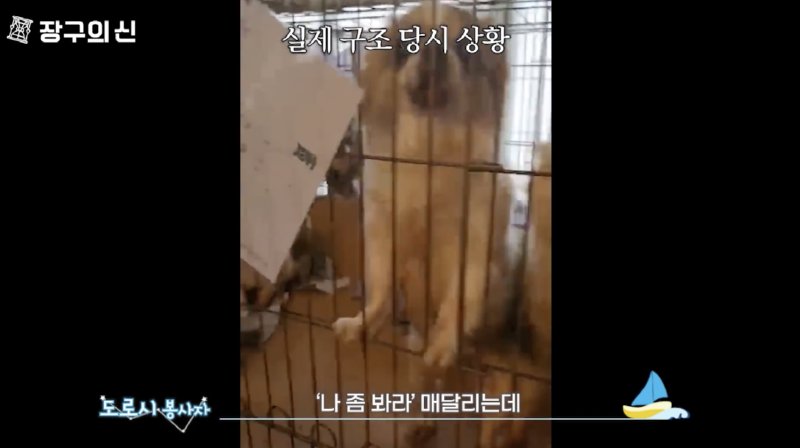 最近深刻だという犬の違法繁殖地状態