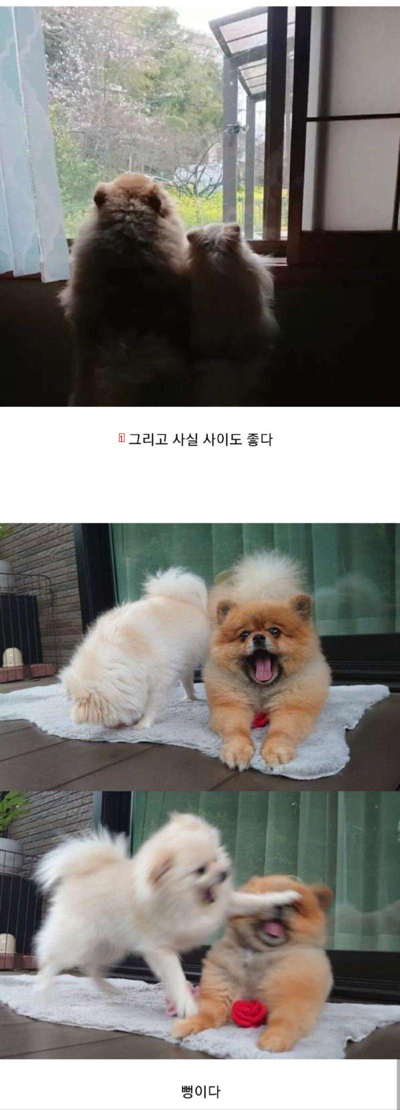 오이를 찍은 트위터인데 화제가 된 이유