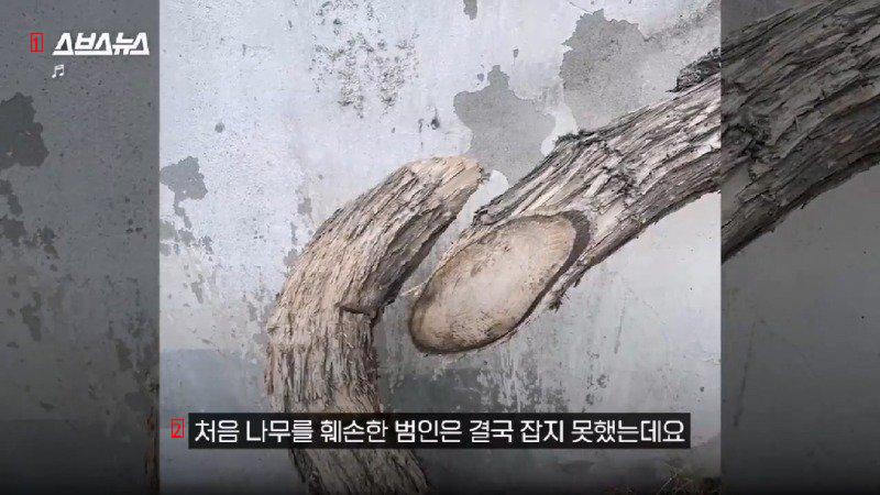 톱질 테러 당했었던 경산 능소화 나무 근황