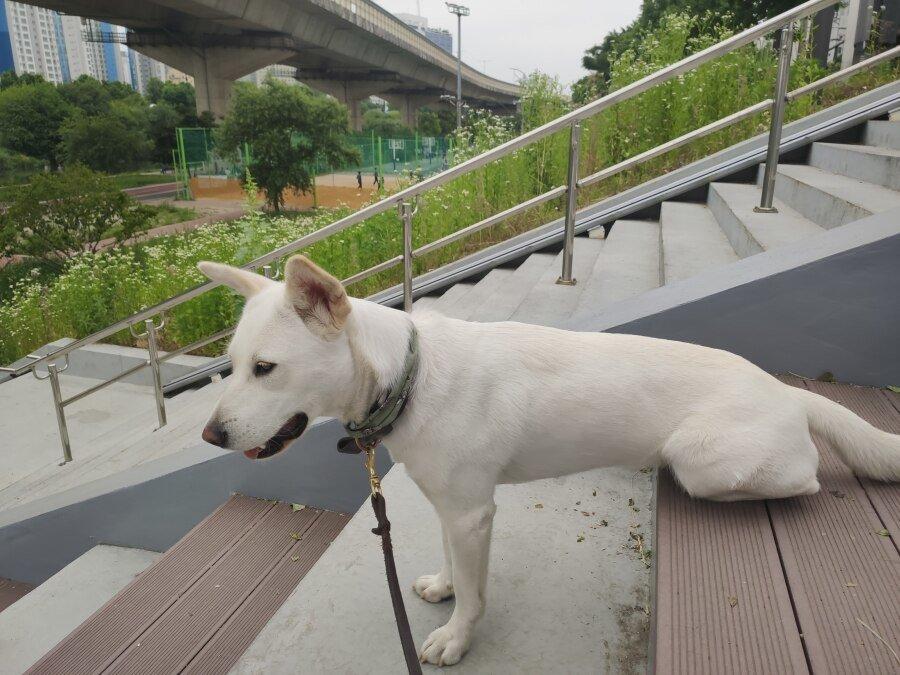 입양한지 1년 된 저희집 강아지(?)입니다.