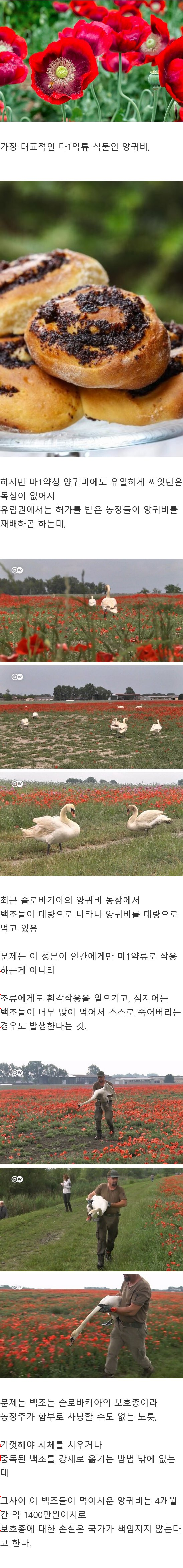 1400万ウォン分の麻薬を飲み込んだ白鳥たち