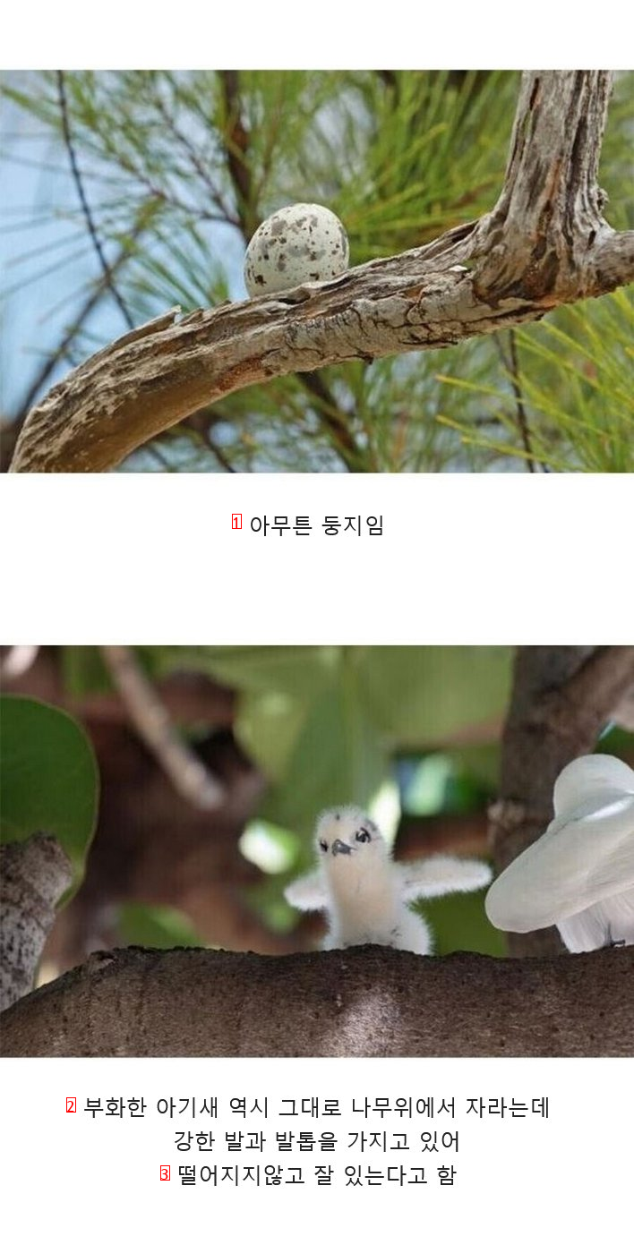 흰제비갈매기는 강하구나