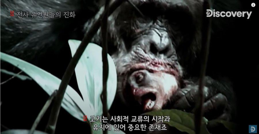 (약혐)원숭이 먹는 침팬지.jpg