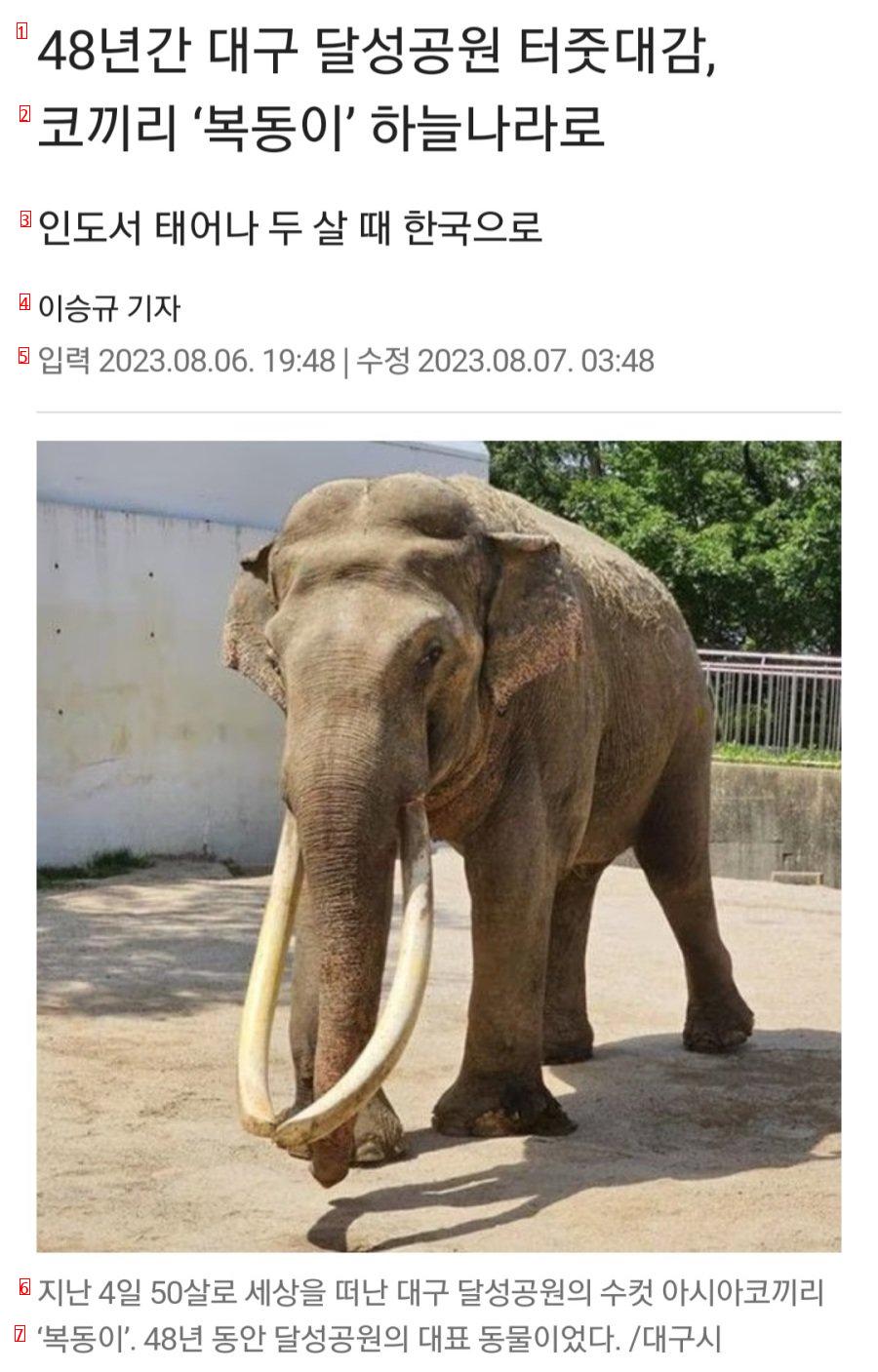 대구 달성공원 터줏대감 코끼리, 50세에 하늘나라로...jpg