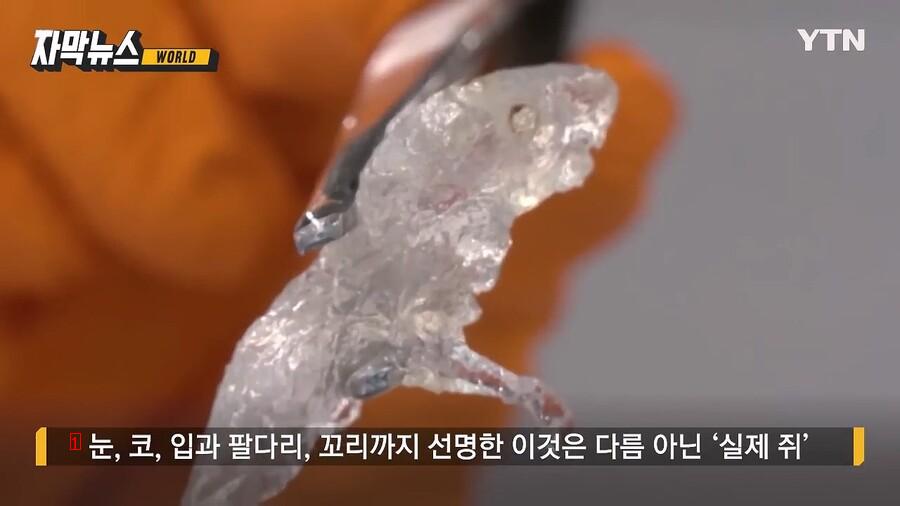 특수 용액에 넣었던 쥐가 투명해진 이유