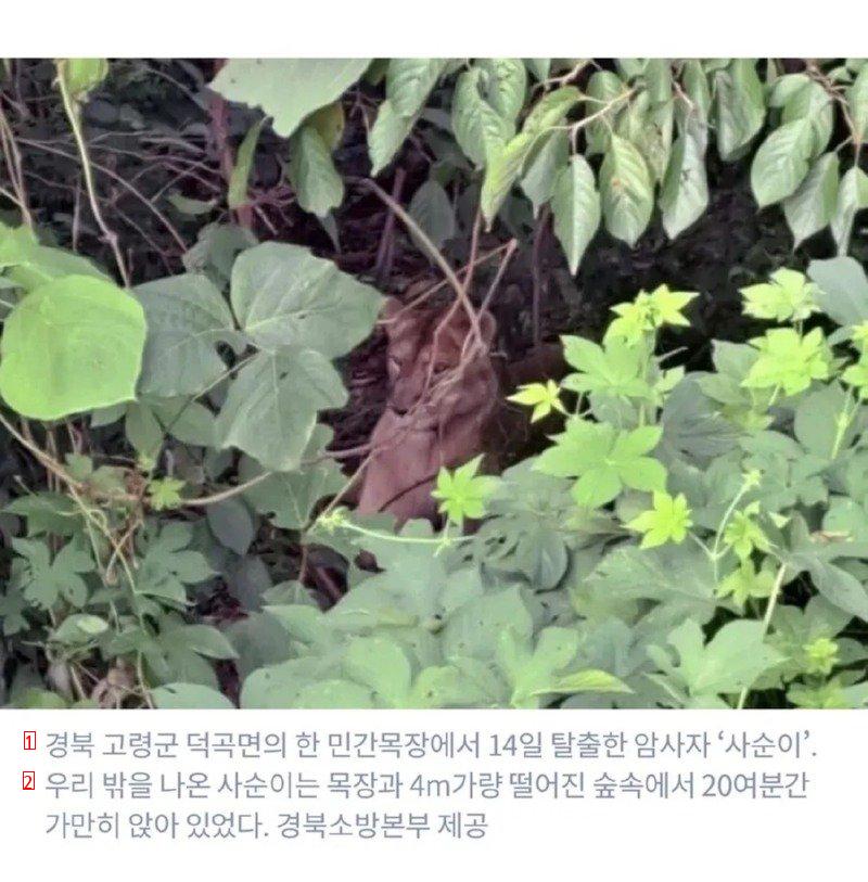 평생 갇혀살던 사자가 탈출해서 한 것