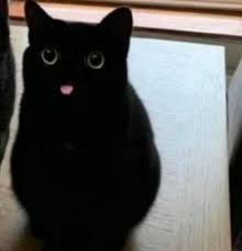검은 고양이 메롱