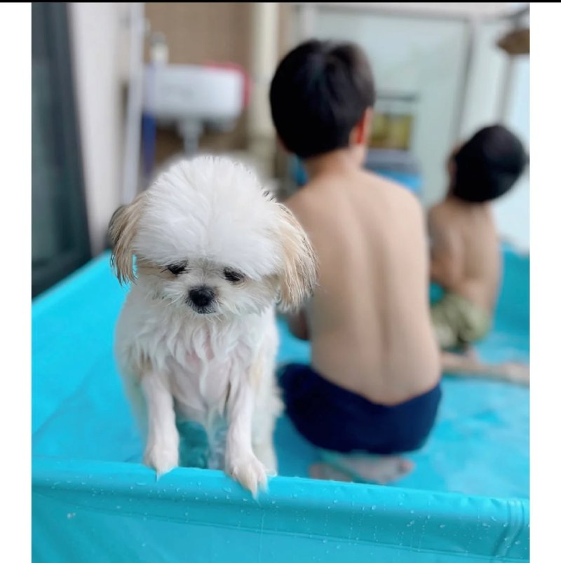 水遊びで疲れた子犬の近況 jpg