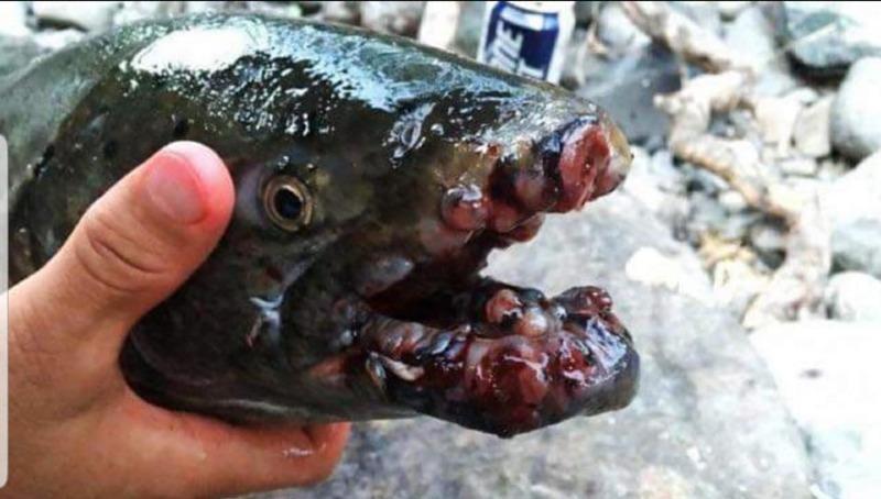 [혐] 후쿠시마에서 발견된 암 걸린 물고기