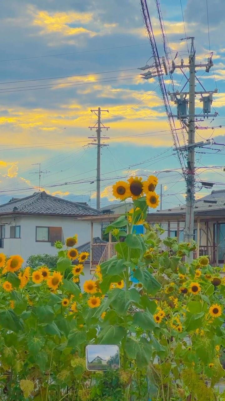 日本の田舎に住んでいるある韓国人が撮った写真