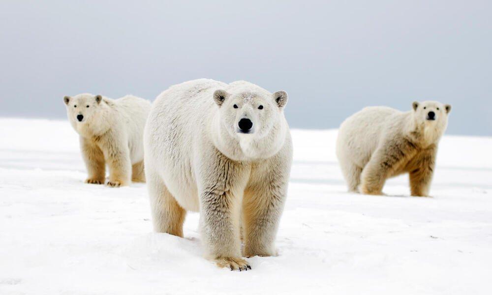 ホッキョクグマに関する驚くべき事実