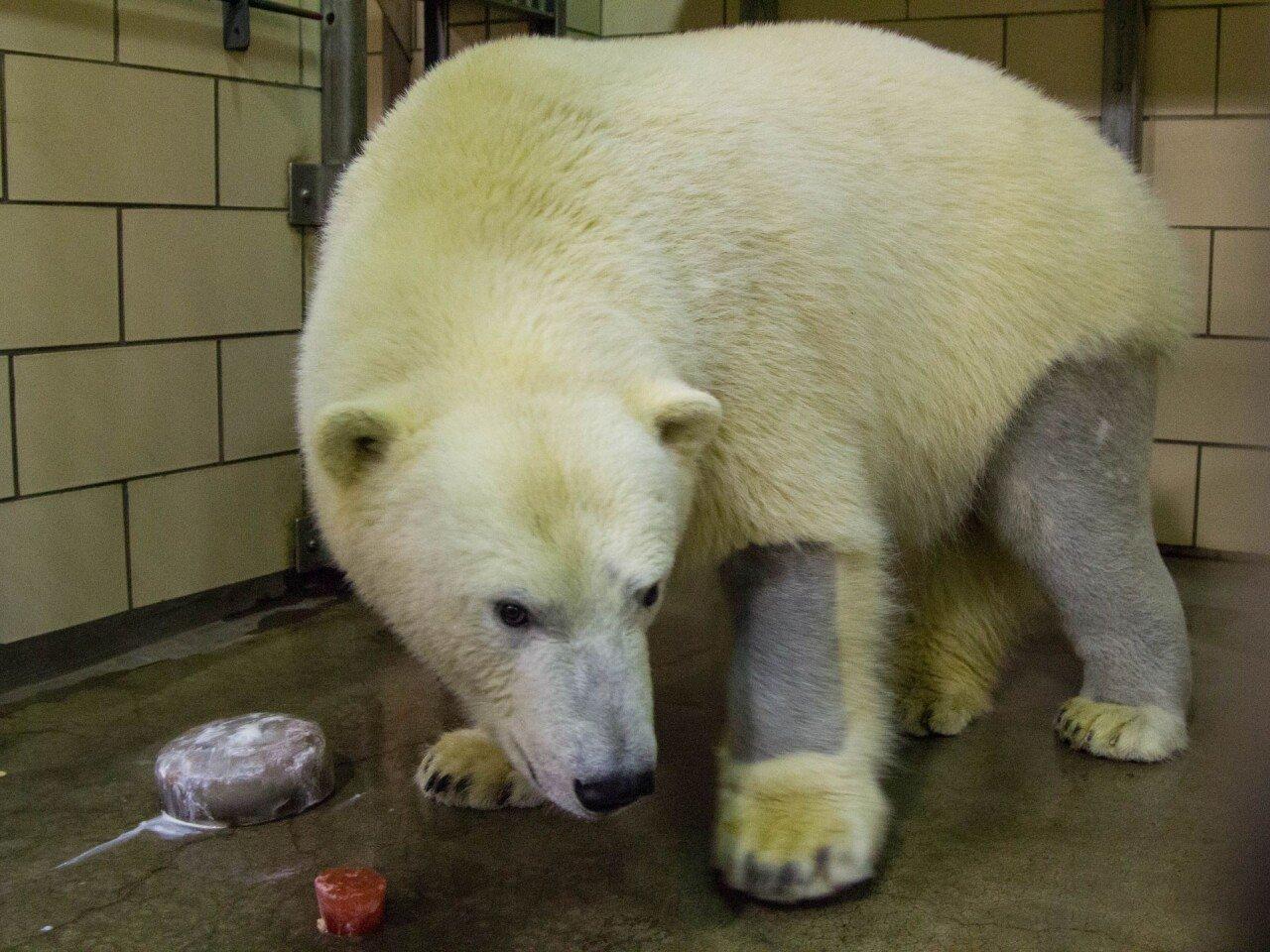 ホッキョクグマに関する驚くべき事実