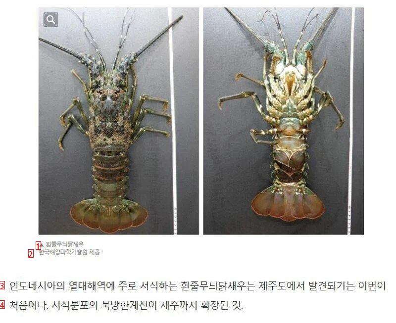 새롭게 등장한 제주도 특산품