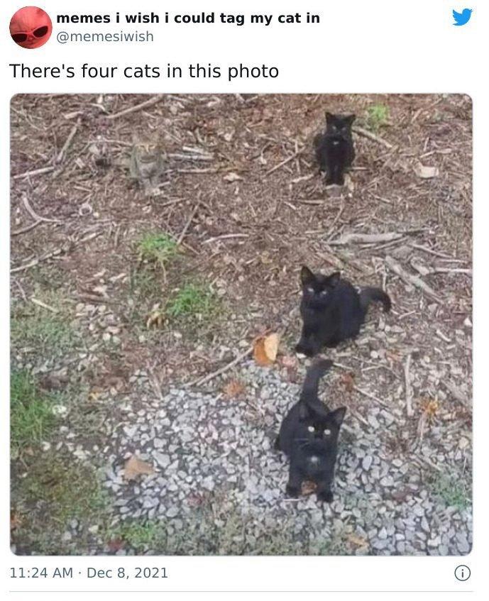 고양이 4마리