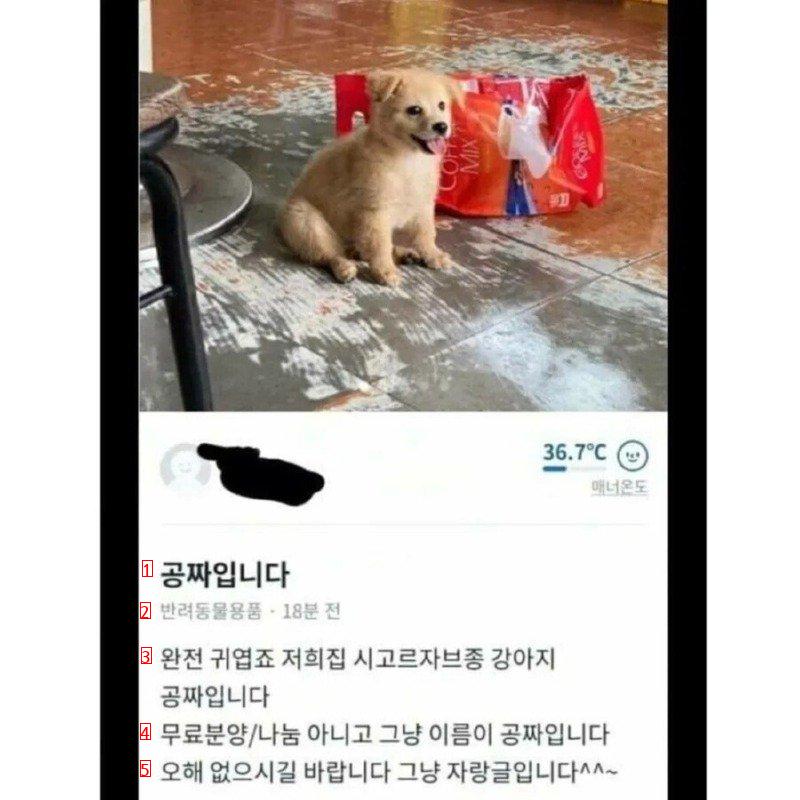 당근마켓에 올라온 공짜 강아지