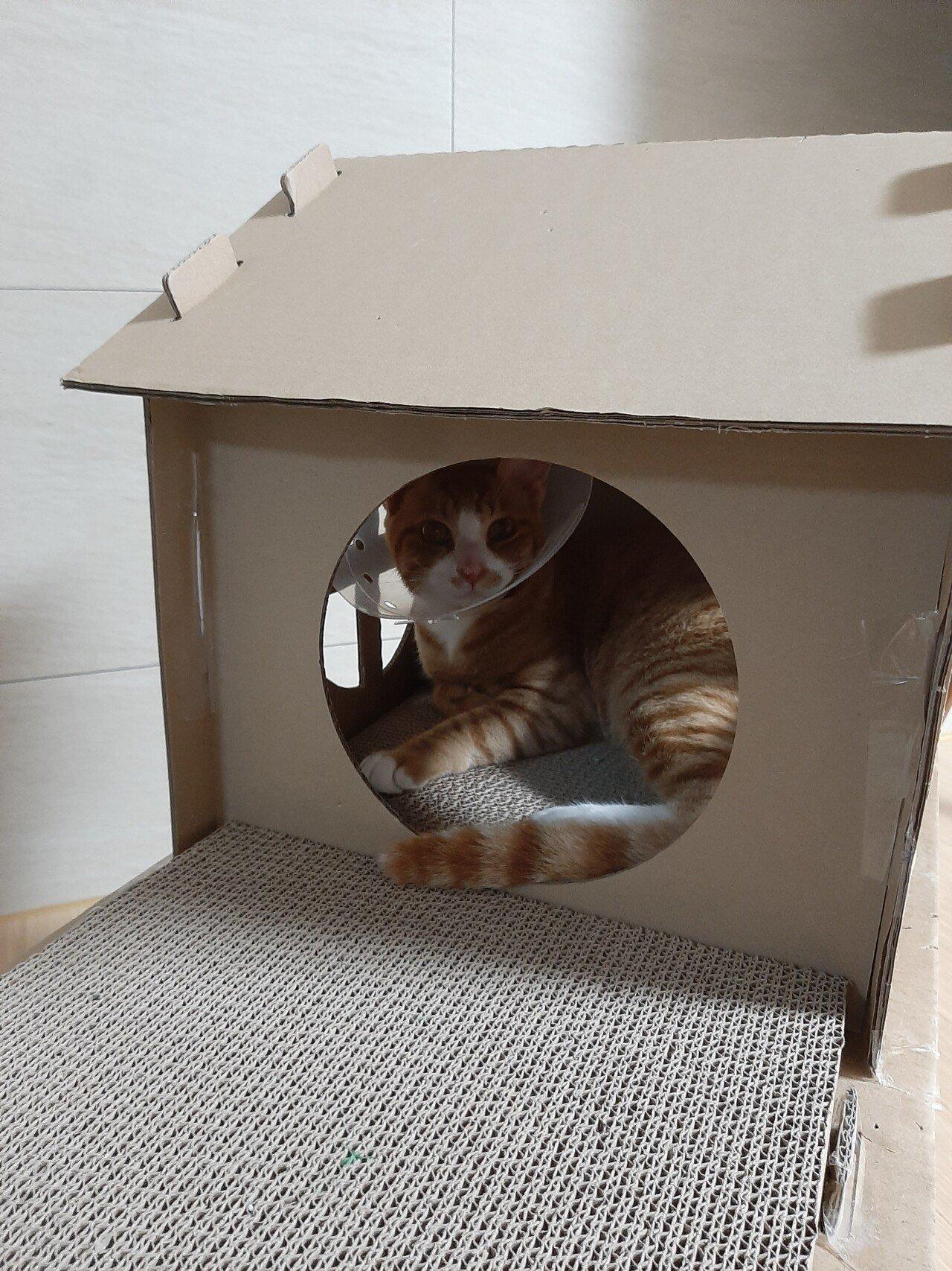 흙수저 고양이 주택