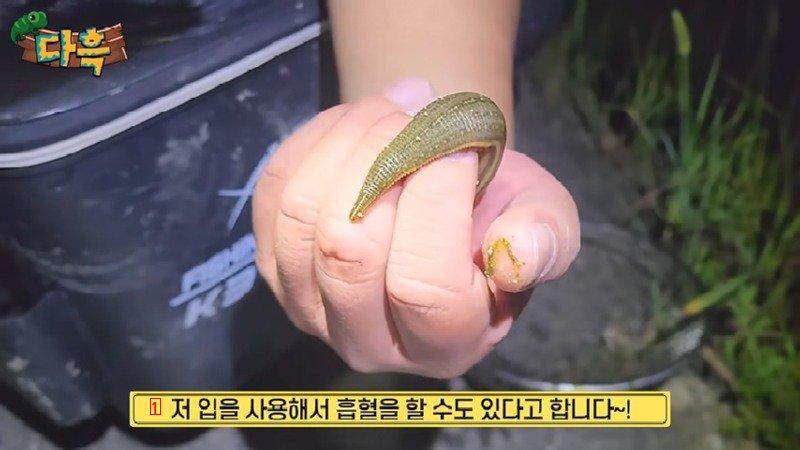 嫌いな人の肌を突き破って吸血することはできないが、韓国で一番大きいヒル