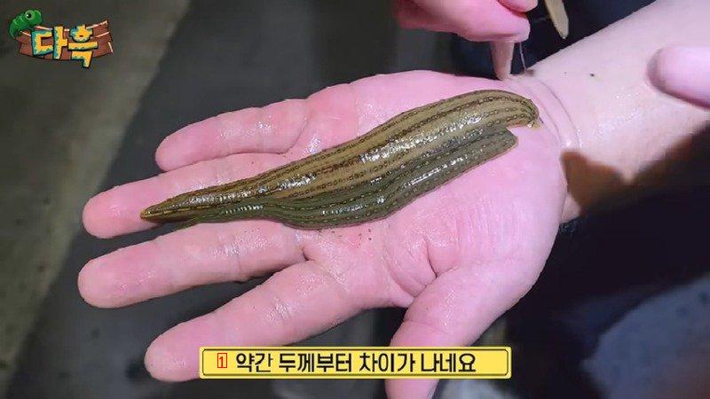 혐주의) 사람 피부를 뚫고 흡혈은 못하지만 한국에서 가장 큰 거머리