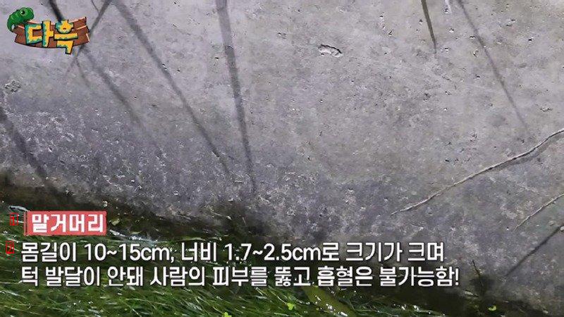 혐주의) 사람 피부를 뚫고 흡혈은 못하지만 한국에서 가장 큰 거머리