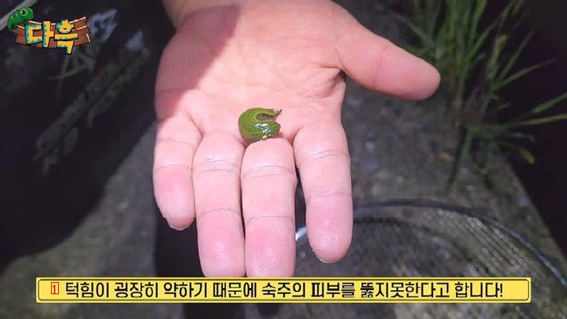 嫌いな人の肌を突き破って吸血することはできないが、韓国で一番大きいヒル
