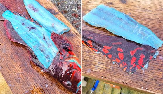 アラスカで獲れたとされる青い魚