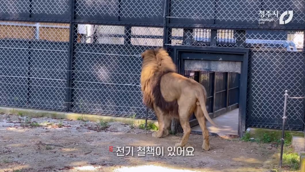 많은 사람들에게 충격을 줬던 갈비뼈 사자의 근황 ㄷㄷㄷ..JPG