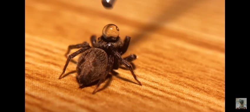 거미를 어이없게 죽여버린 거미 유튜버 ㄷㄷㄷ ..jpg