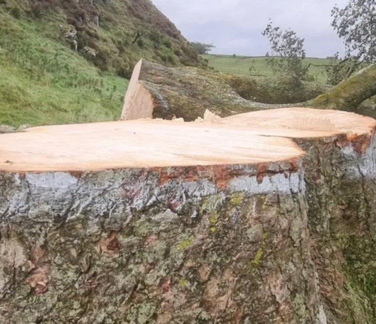 사진 공개되고 발칵 뒤집힌 영국 나무