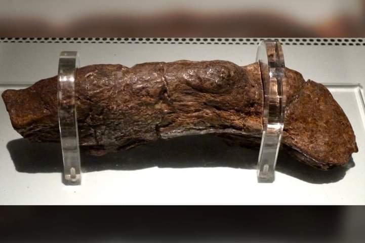 세계에서 가장 큰 ''인간 똥'' 화석